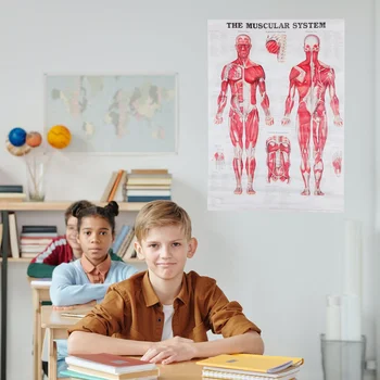 Človeško Telo Je Anatomsko Grafikon Mišični Sistem Plakat Visi Zid Dekor