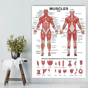 16FB Mišični Sistem Anatomski Grafikon Mišice Anatomija Plakat 19.69